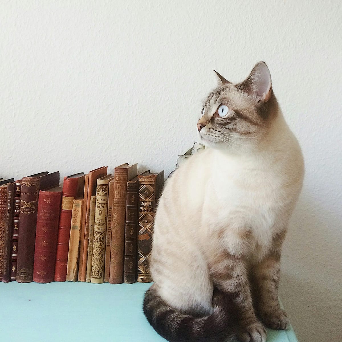 Lila Hasanah avatar